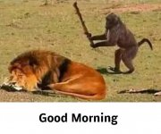 Drunk Monkey Good morning.jpg