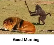 Drunk Monkey Good morning.webp