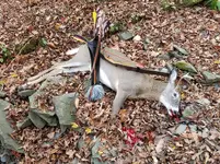20171022_083557-1b.webp