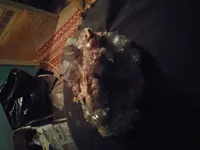 20190321_202412.webp