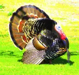 turks 007.webp