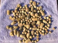 Blackpowder bullets-1.webp