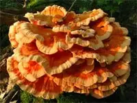 chicken of the woods.webp