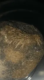 Screenshot_2019-05-12-19-15-36.webp