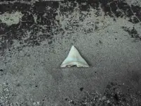 Scary Tooth_1.webp
