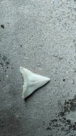 Scary Tooth_2.webp