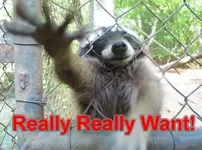 reallywantraccoonpd7.webp reallywantraccoonpd7.webp