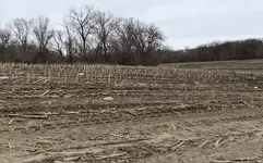 Field shot.webp