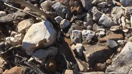 in situ paleo 3.webp