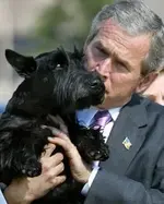 Scottish Terrier 2.webp Scottish Terrier 2.webp