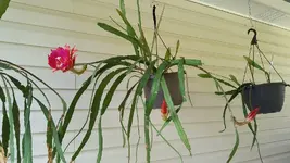 cactus orchid 1.webp