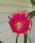 cactus orchid 2.webp