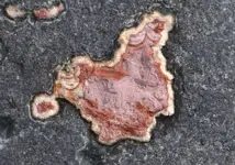 amygloid agate2.webp