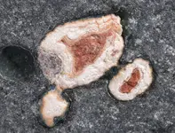 amygloidal agates.webp