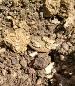 KG Dirt.webp