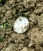 Spanish dirt.webp