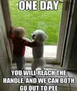 Dog meme.webp Dog meme.webp