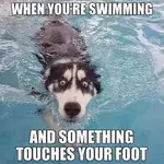 Dog swimming.webp Dog swimming.webp