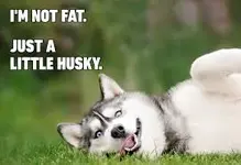 Husky.webp Husky.webp
