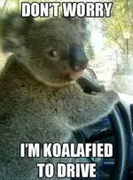 Koala bear driver.webp Koala bear driver.webp