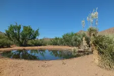 spring oasis.webp
