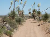 desert avenue of flowers.webp
