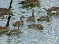walk 060919 1.webp