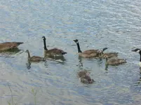 walk 060919 2.webp