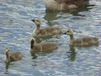 walk 060919 3.webp