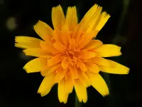 DSCN2586.webp