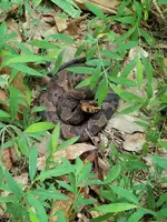 snake1.webp