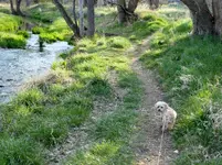 walk 042419 1.webp
