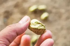 gold-nugget.webp