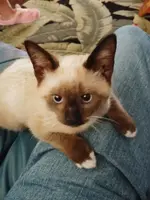 cat1.webp