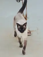 cat2.webp