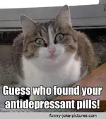 silly-cat-memes-8.webp