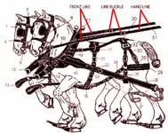 harness line buckle diagram.webp
