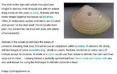 Shell Hole.webp