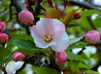 DSCN4531.webp