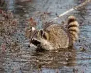 raccoon.webp