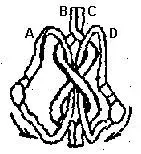turkish puzzle ring.2.webp