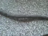 leadpipe.webp
