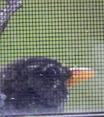 DSCN9695.webp