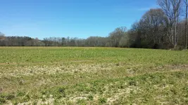 The Cornfield.webp