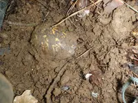 P4270636.webp