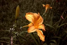 Yello_day_lilly.webp