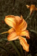 3.2YellowLilly2.webp