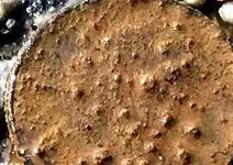 IMG_1516-coins-B.webp
