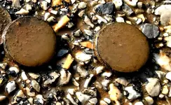 IMG_1516-coins-C.webp