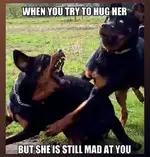 20967bda6d71f112b352262f96b756a4--funny-animal-pics-animal-memes.webp 20967bda6d71f112b352262f96b756a4--funny-animal-pics-animal-memes.webp